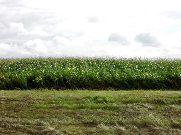 Burlington - Carrington